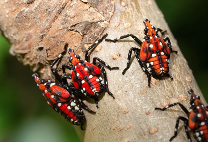 New lanternfly species Vietnam