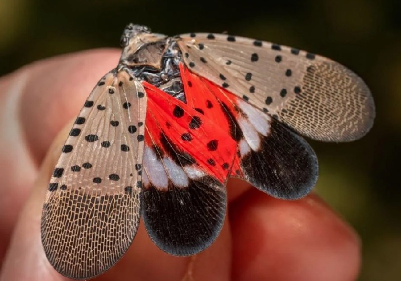 new lanternfly species in Vietnam